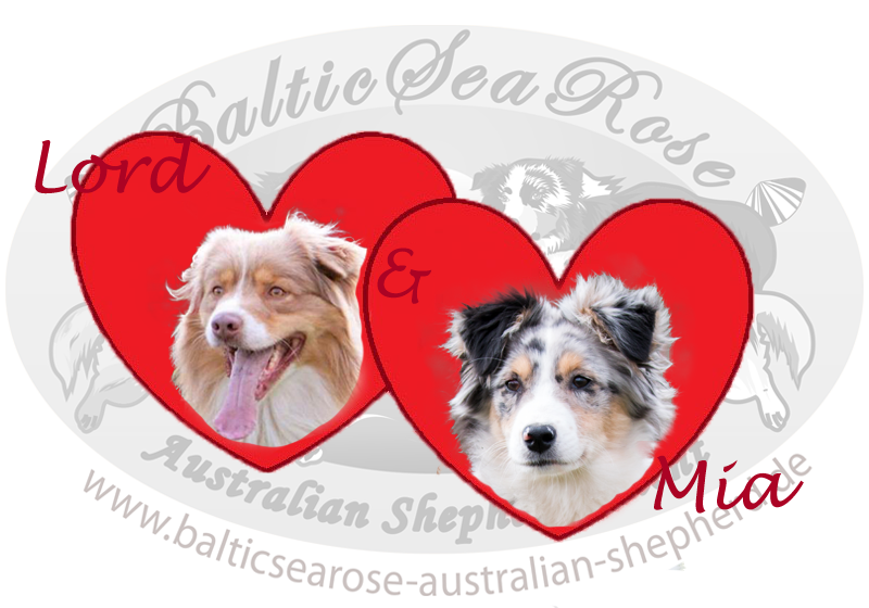 Australian Shepherd Welpen Wurf März 2016